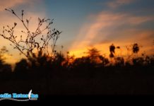 Khatifah Senja