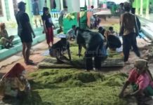 Bantu Masyarakat Padangdangan, KKN Posko 6 Kemas Gotong Royong Menala Hasil Panen Tembakau